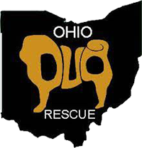 ohio pug rescue